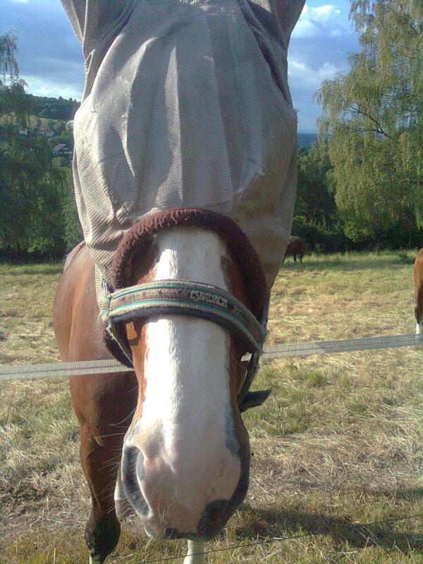 Lordi Fliegenhaube